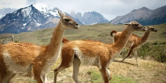 Montanhas y alpacas