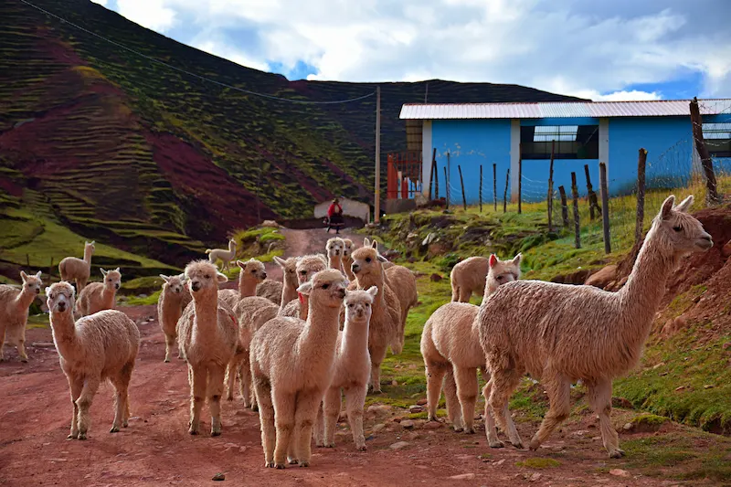Dicas para Visitar Cusco