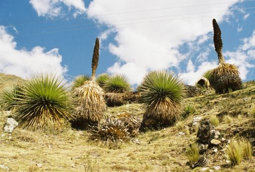 Flora e fauna andinas