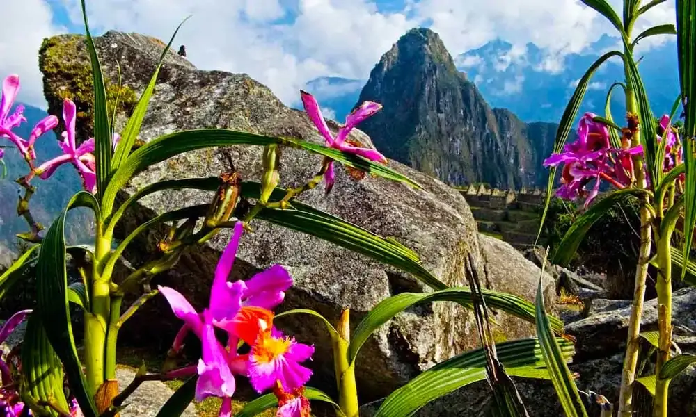 Animais e plantas das florestas nubladas