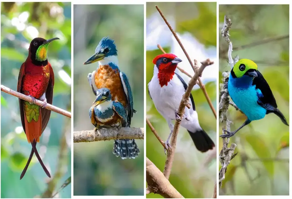 Aves-da-Amazonia-peruana
