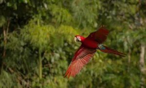 Descubra-a-fauna-e-flora-da-amazonia-peruana-scaled