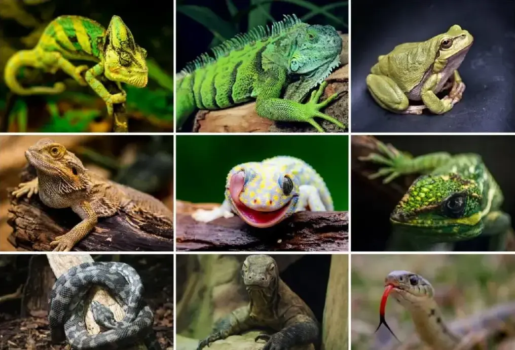 Repteis-e-anfibios
