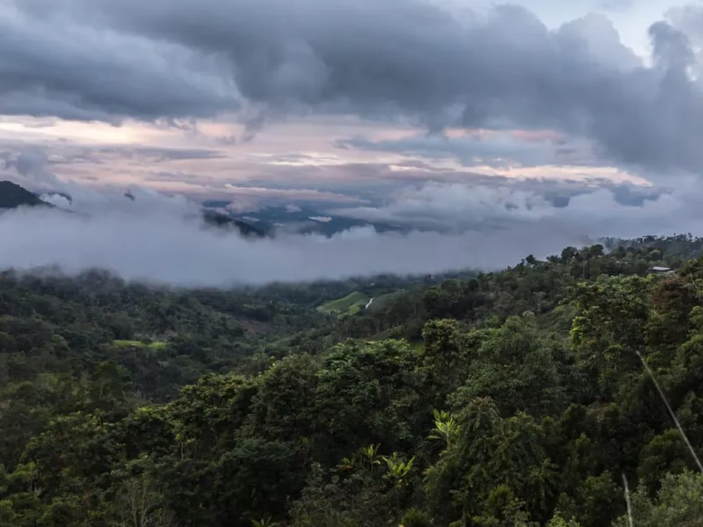 Tambopata Selva