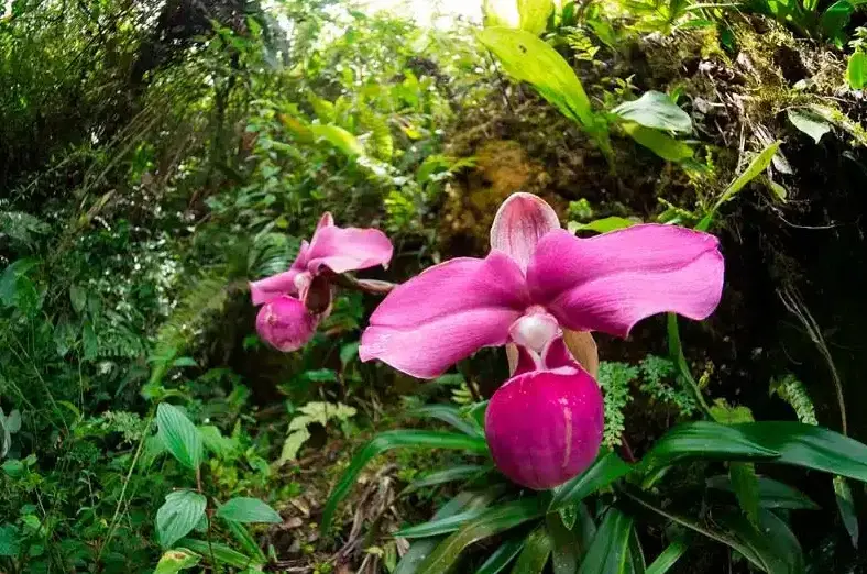 flora